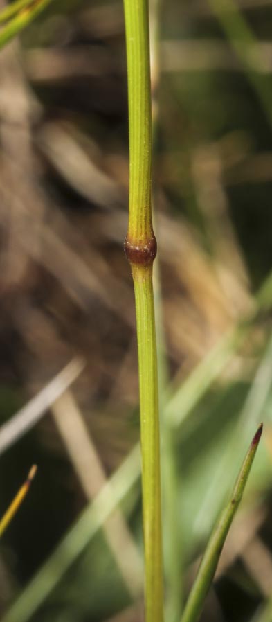 Poaceae: Festuca sp.